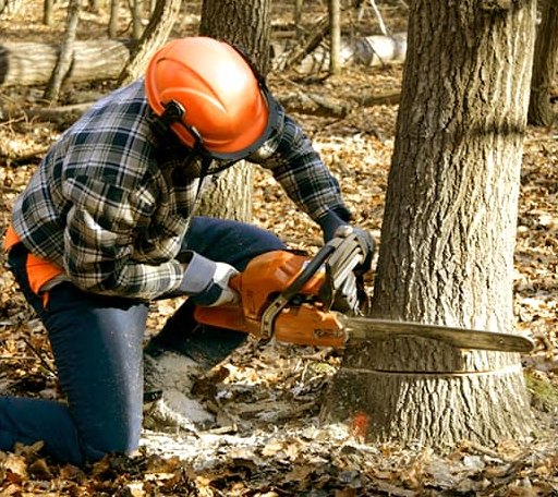 Tree Removal in Denton, NE